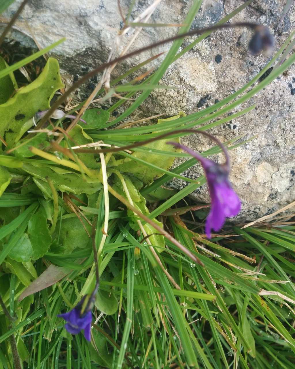 Pinguicula sp.